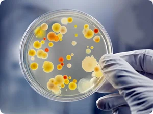 biology projects genetics Cultivate Bacteria on Home Made Agar