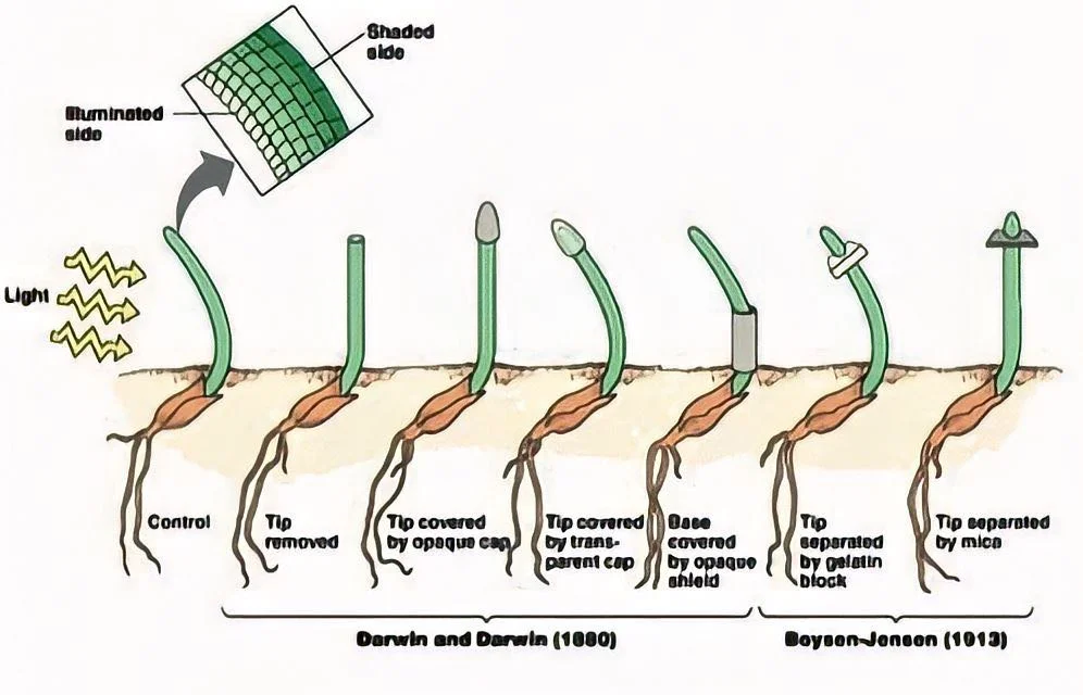 biology projects genetics Make Plants Move with Light