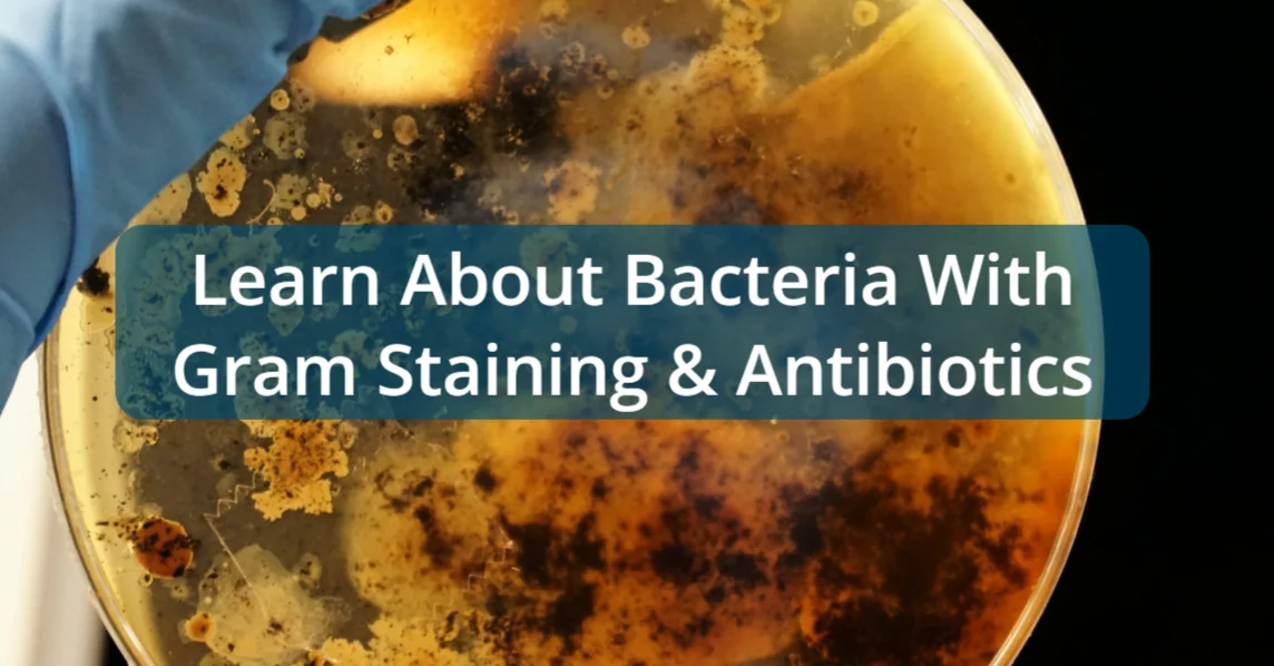 biology projects genetics Examine How Antibiotics Affect Bacteria