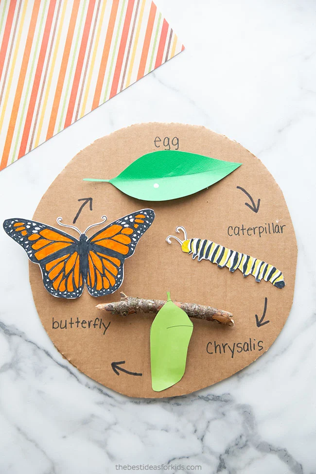 Butterfly Life Cycle Craft