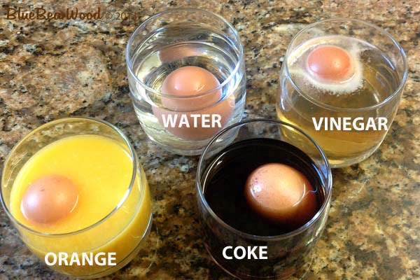 Dissolving, Expanding, Bouncing Egg