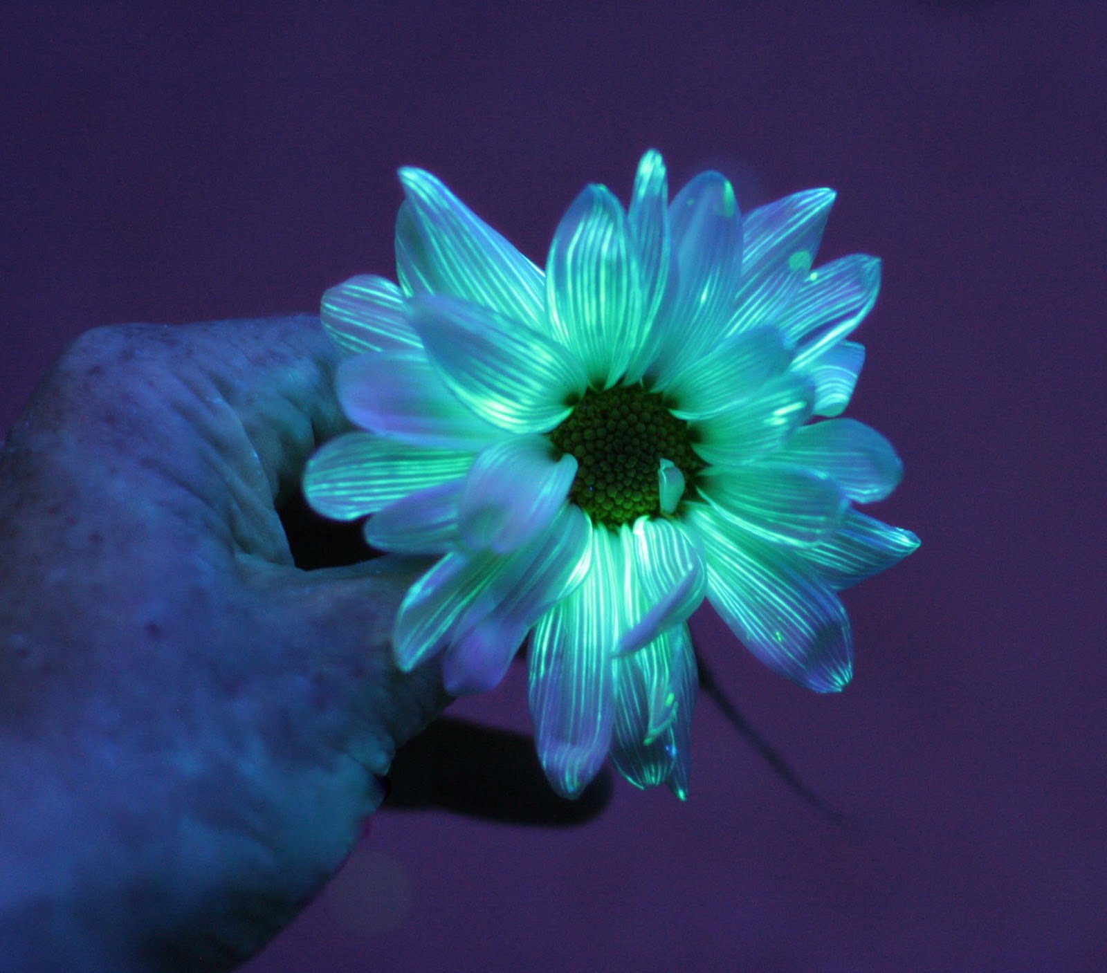 DIY Glowing Flowers