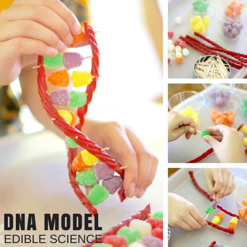 Candy DNA Model