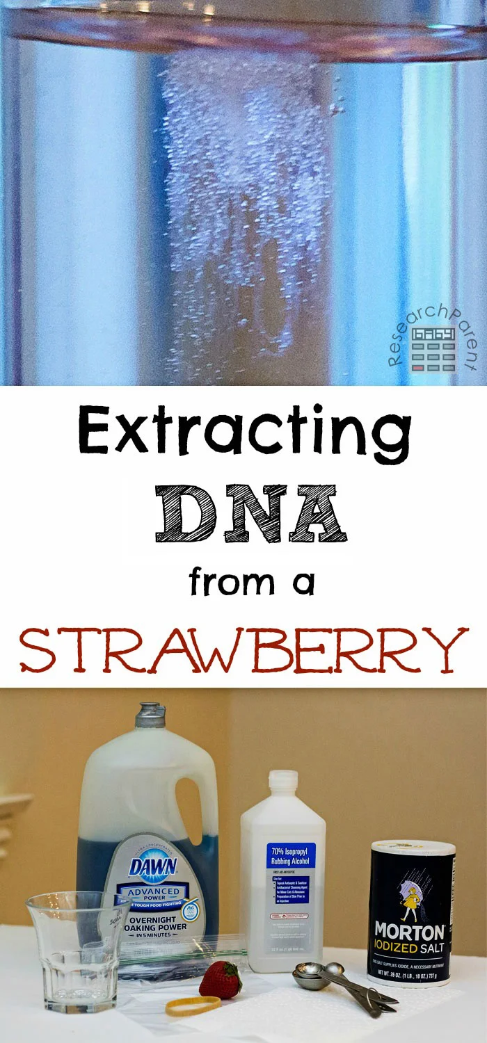Extracting DNA from Strawberry