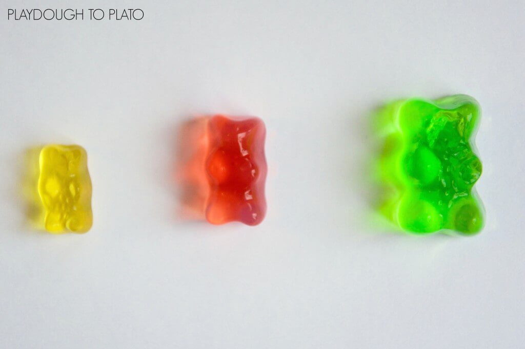 Growing Gummy Bear Science
