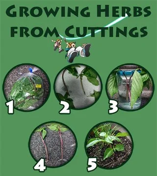 biology projects genetics Grow an Herbal Cutting