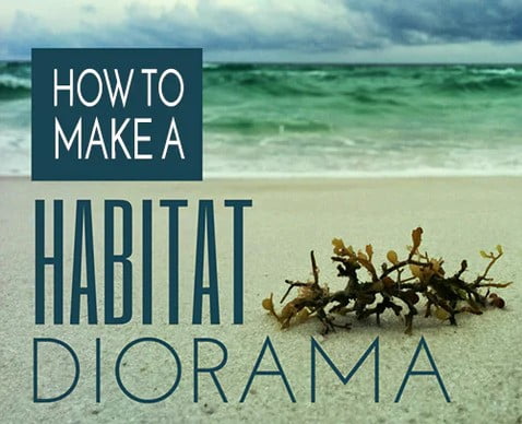 Make a Habitat Diorama