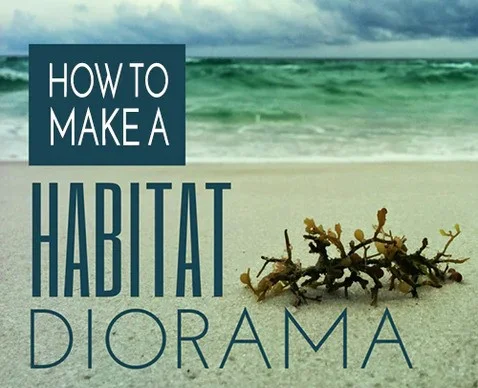 biology projects genetics Make a Habitat Diorama