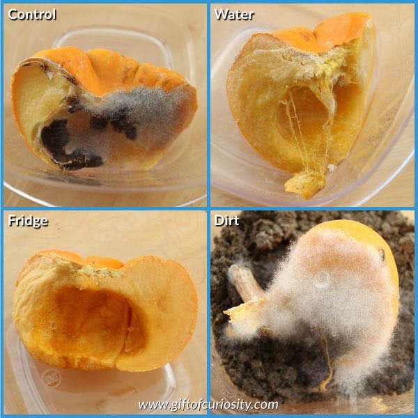 Pumpkin Decomposition