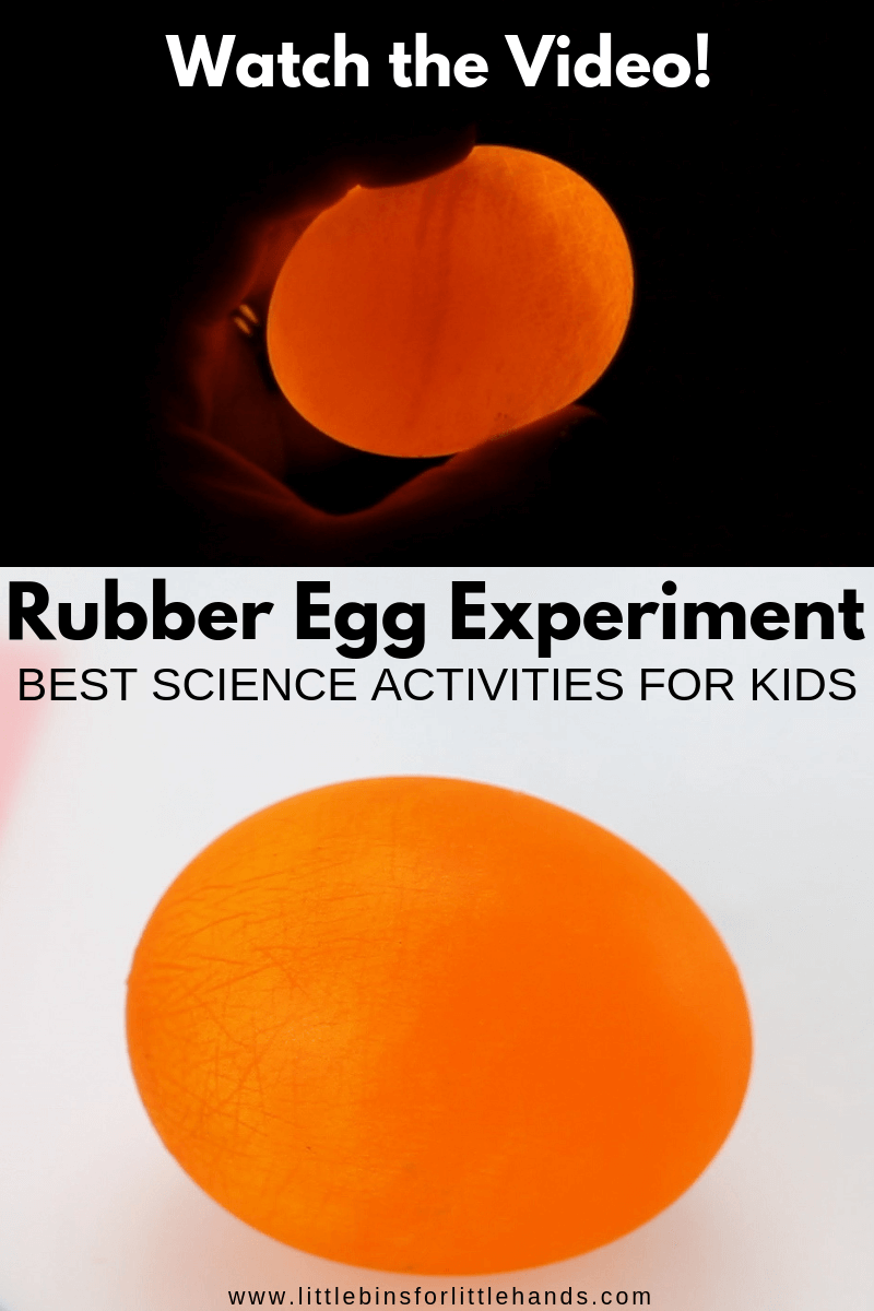 Rubber Egg (Egg in Vinegar)