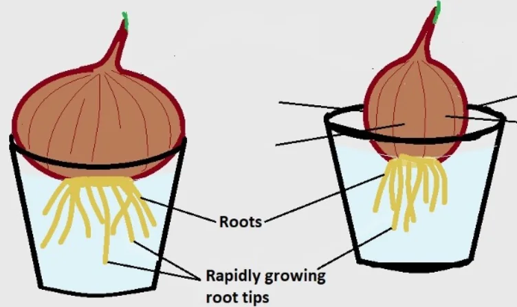 Look for Cell Mitosis in an Onion