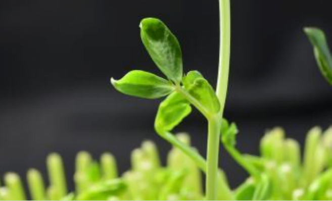 Pea Plant Genetics