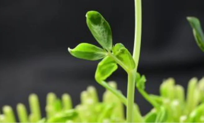 biology projects genetics Pea Plant Genetics