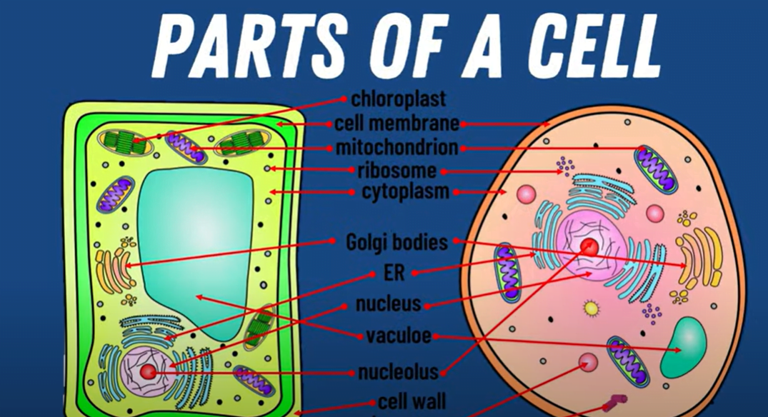 Comparing Animal and Plant Cells