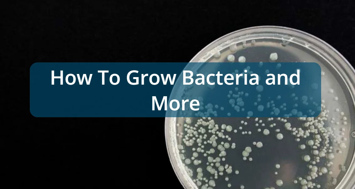 biology projects genetics Testing Bacteria