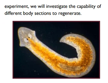 biology projects genetics Planaria Regeneration