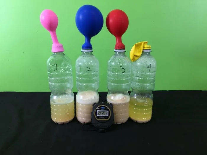 biology projects genetics Yeast Experiment