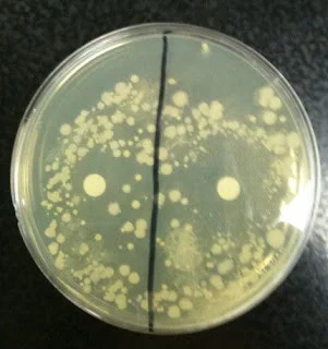 biology projects genetics Test the Effects of Disinfectants