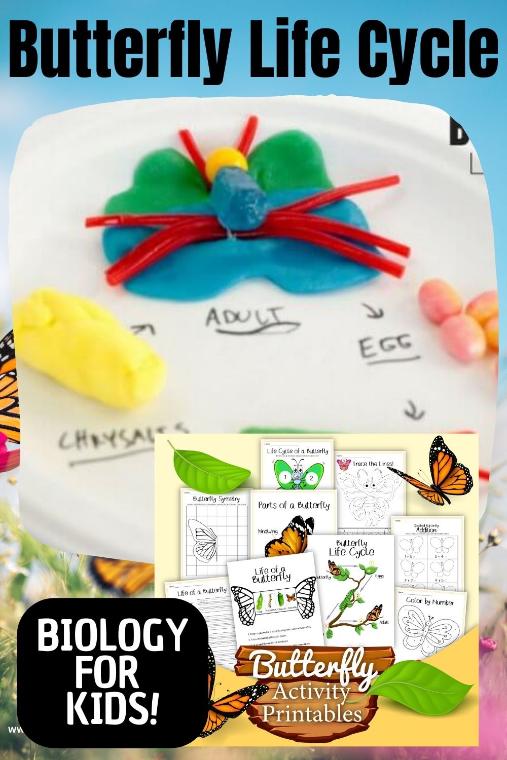 Edible Butterfly Life Cycle