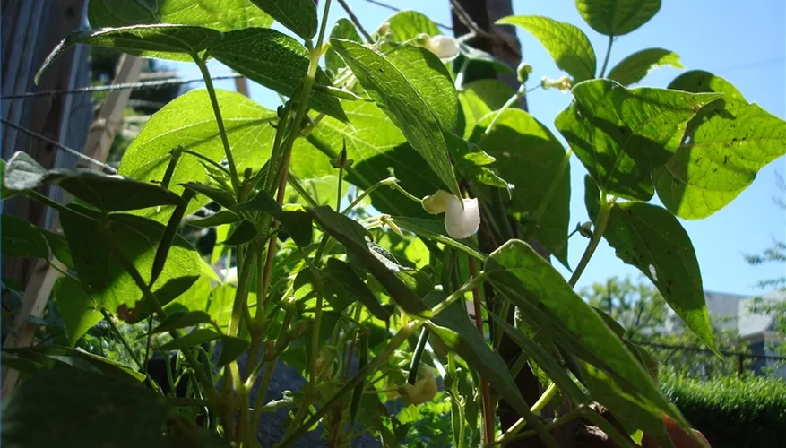 The Effect of Light on Growth