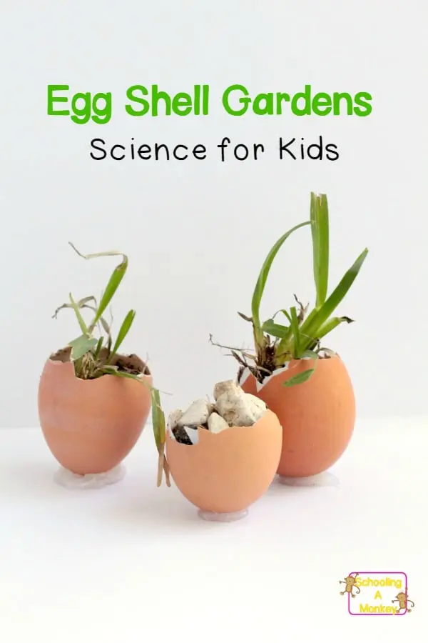 Growing Seeds in Eggshells