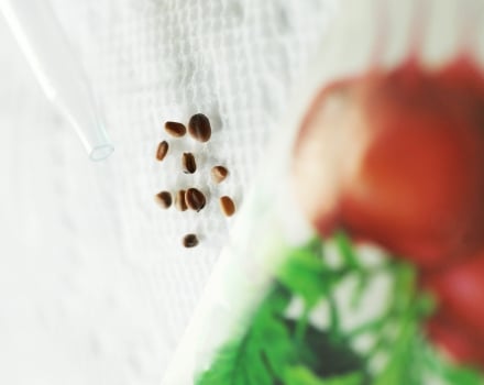 Microwave Seed Gardening