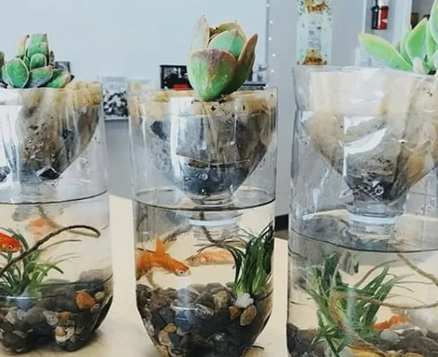 Hydroponic Garden with Fish