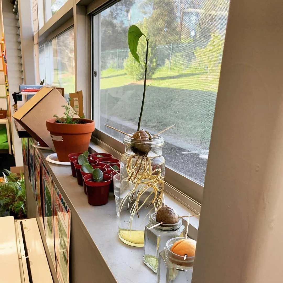 Avocado Roots for the Classroom