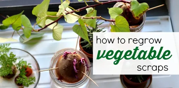 A Vegetable Scrap Garden