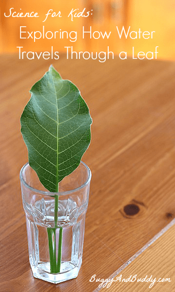 How Water Travels Through Leaves