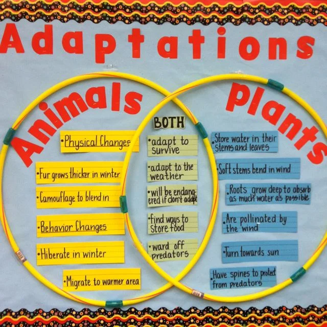 Venn Diagram Board