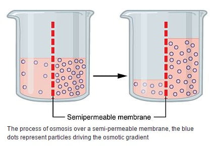 Osmosis