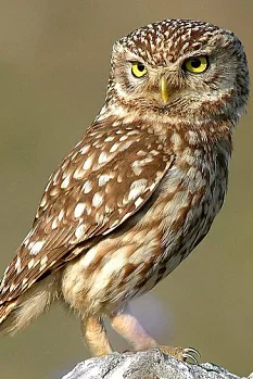 Design an Owl Pellet