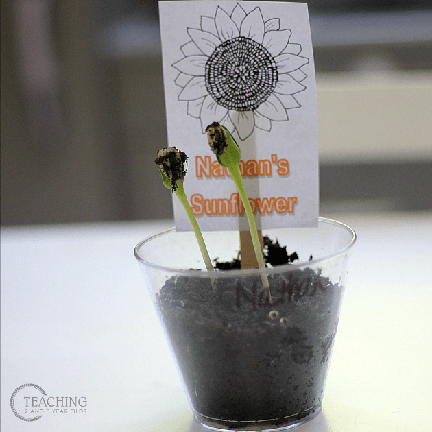 Sunflower Gardening Project