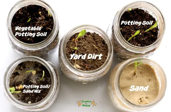 Easy Seed Sprouting