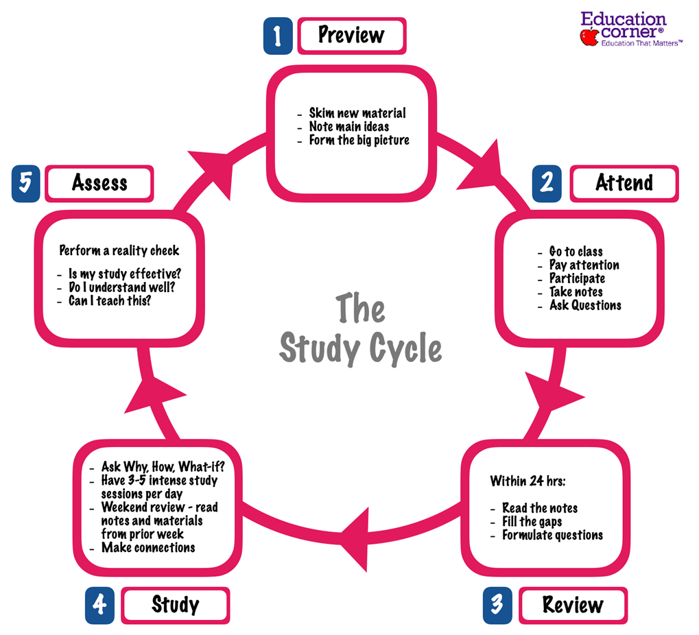 The study cycle